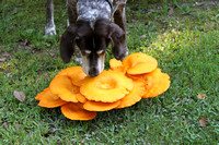 Flowers, Dogs & Mushrooms 09-14-09